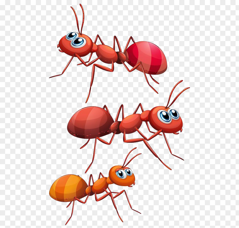 Ant Clip Art Vector Graphics Illustration PNG