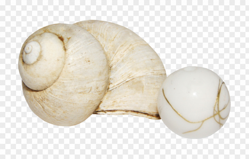 Conch Pearls Pearl Seashell PNG