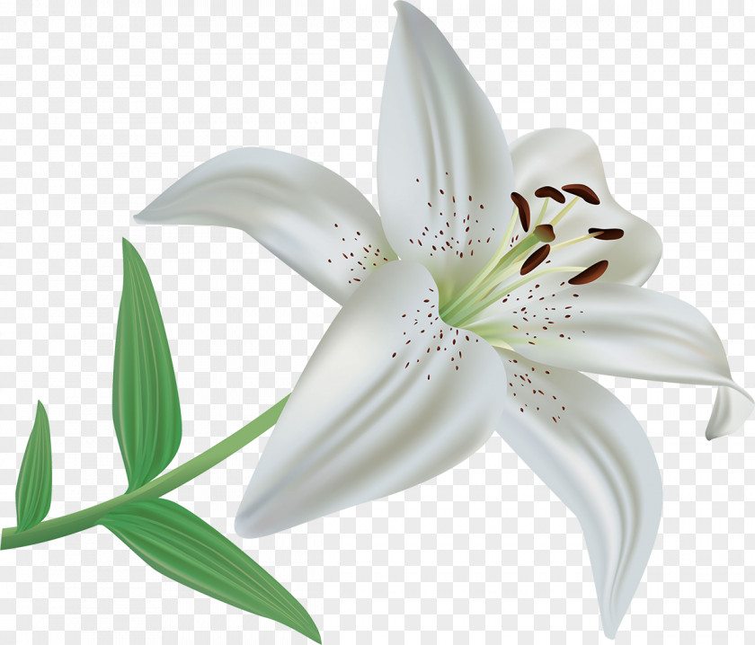 Lotus Flower Lilium Candidum Polyphyllum Clip Art PNG