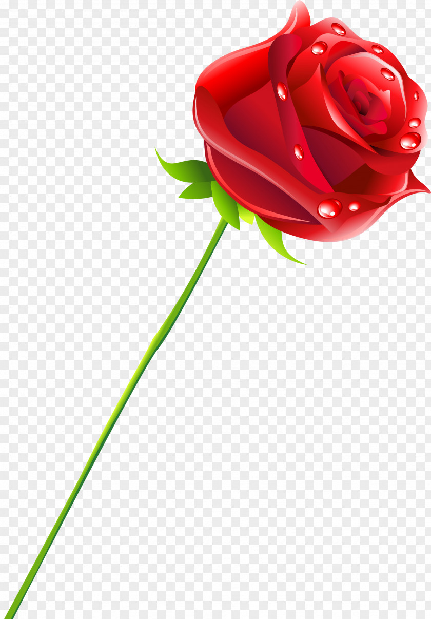 Rose Cut Flowers Garden Roses Rosaceae PNG