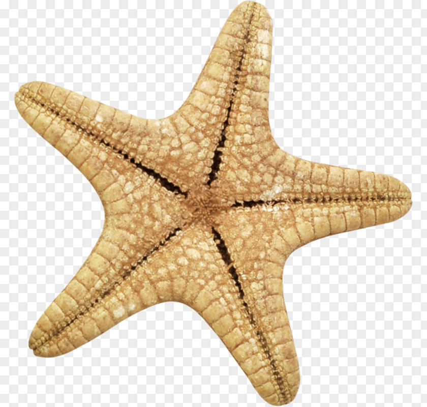 Starfish Yandex Search Echinoderm PNG