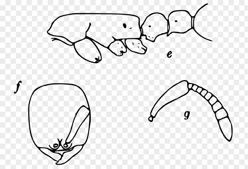 Worker Ants Line Art Drawing Cartoon Sketch PNG
