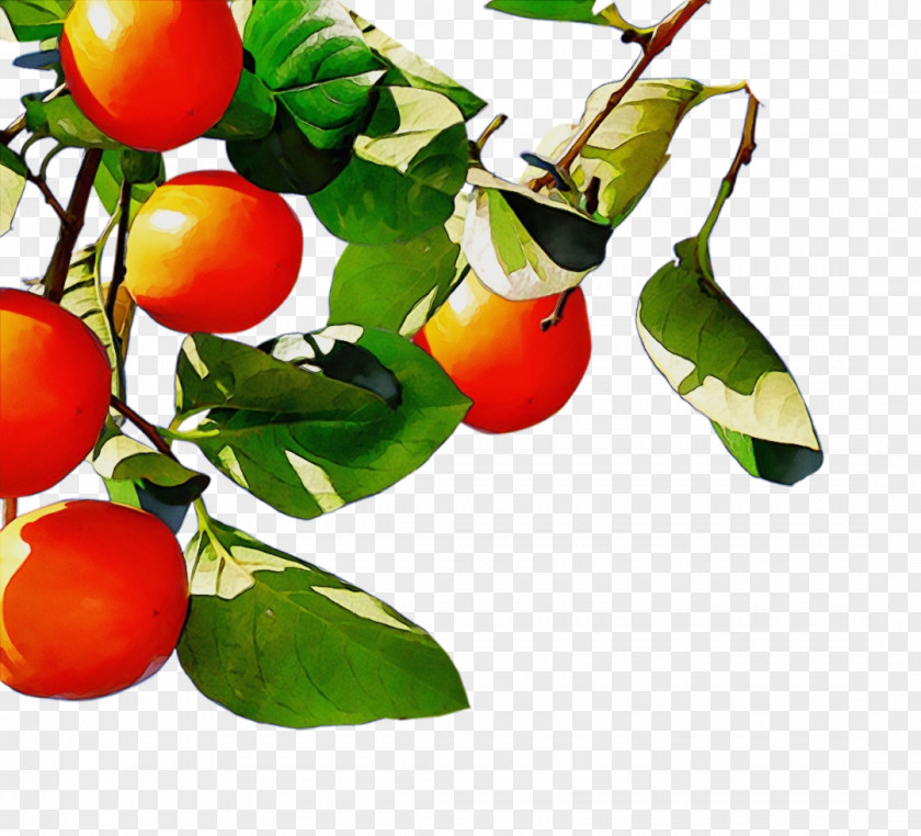 Cherry Tomatoes Branch Plant Fruit Flower Food Tree PNG