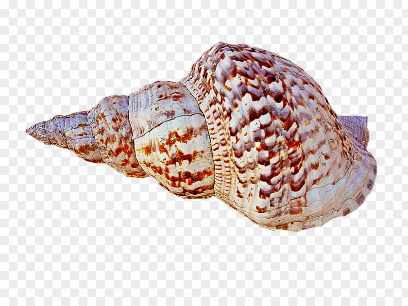 Conch Caracola Seashell PNG