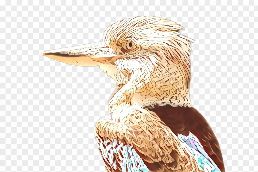 Feather Beak PNG