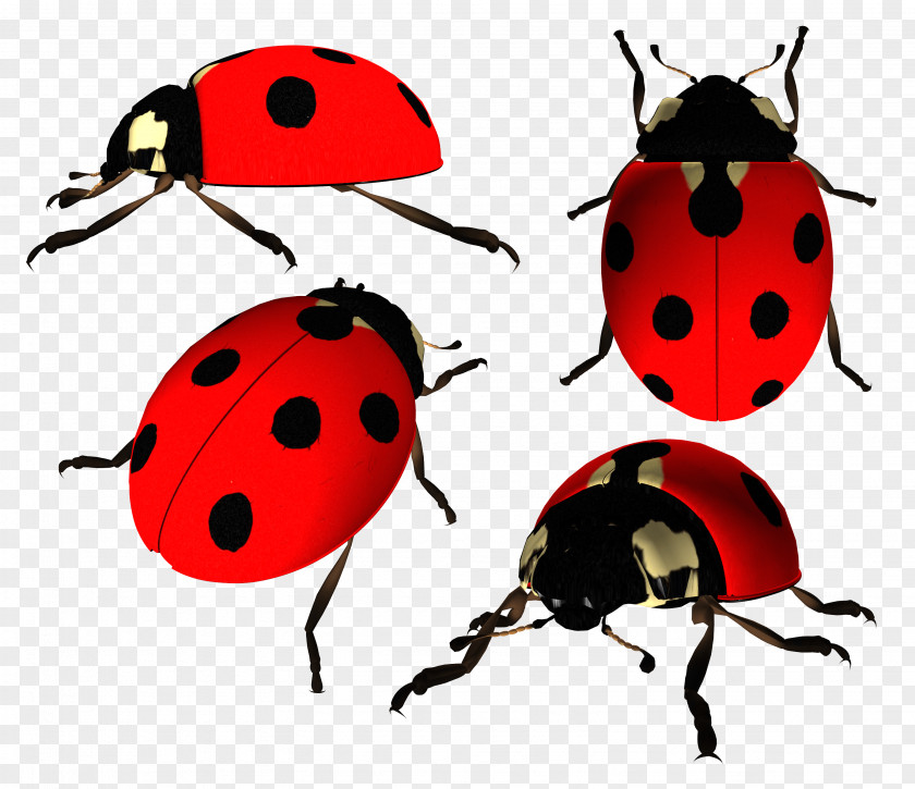 Ladybug Image Ladybird Beetle Clip Art PNG