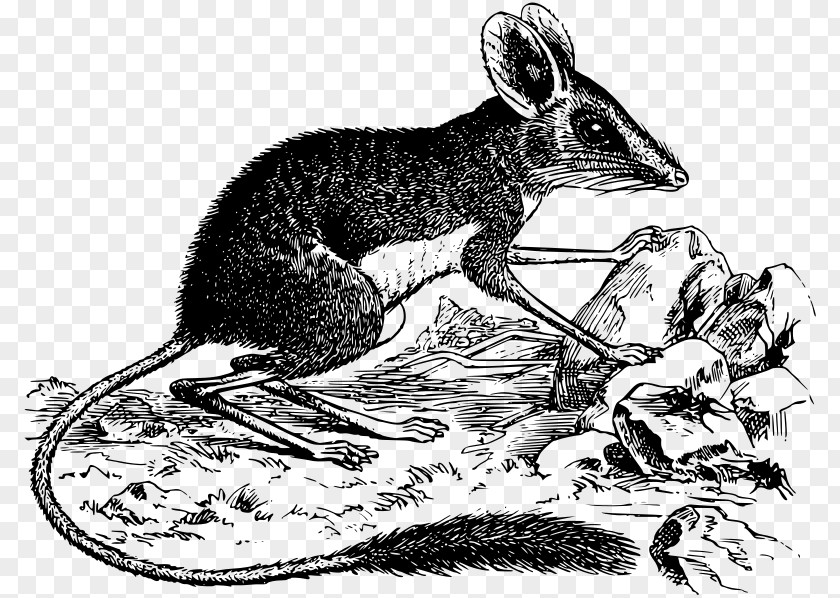 Marsupial Rodent Macropodidae Rat Kangaroo PNG