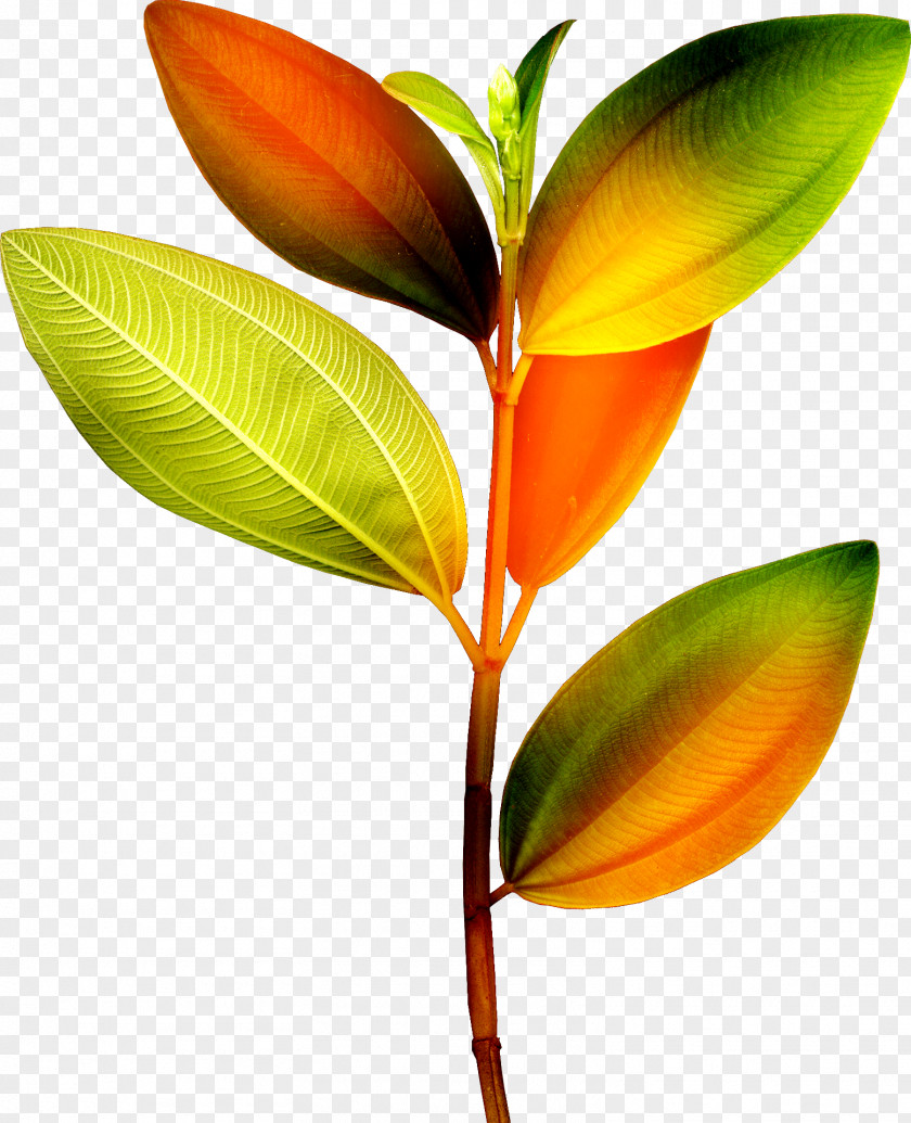 Leaf Branch Plant Stem Clip Art PNG