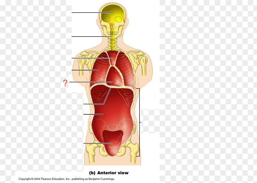 Pericardium Ventral Body Cavity Anatomy Coronal Plane Human PNG