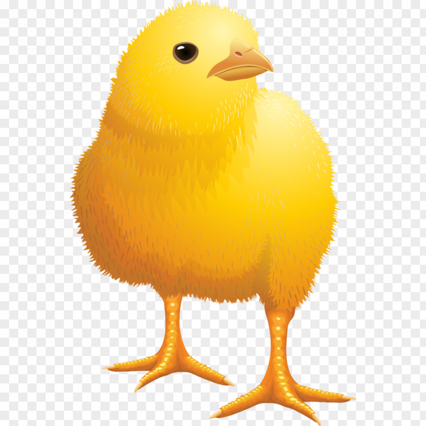 Bábolnai Naposcsibebolt Kft. Araucana PNG