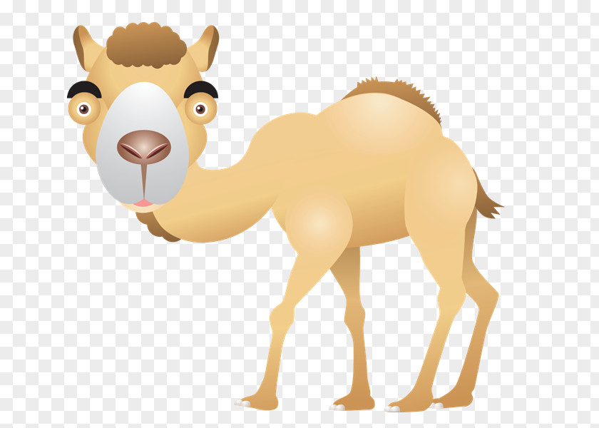 Desert Dromedary Download Animal Clip Art PNG