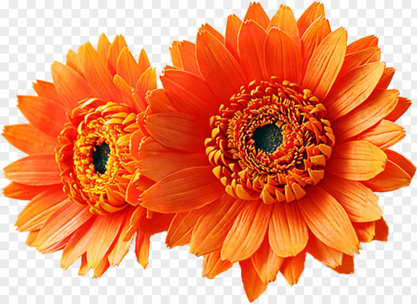 Flower Transvaal Daisy Bouquet Orange Yellow PNG