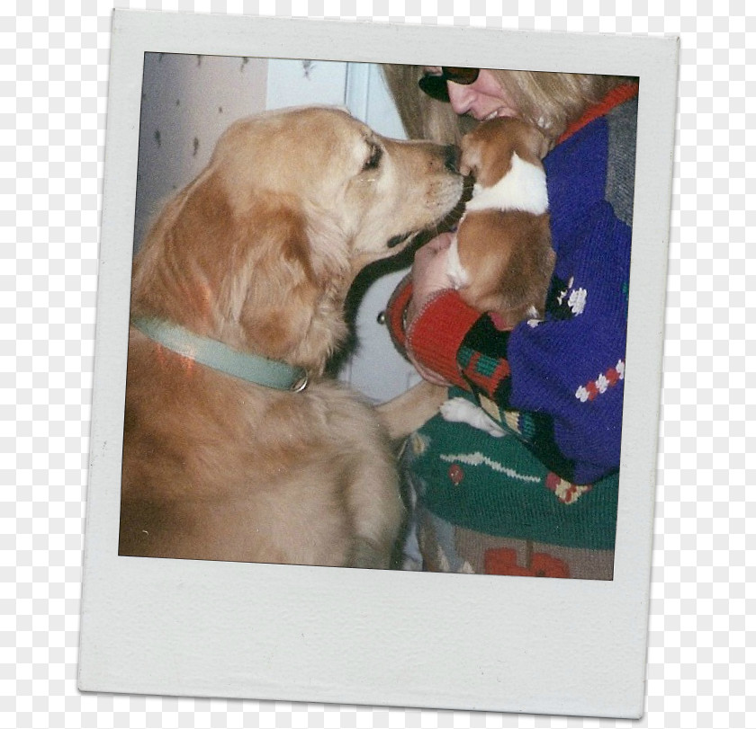 Golden Retriever Labrador Puppy Dog Breed Companion PNG