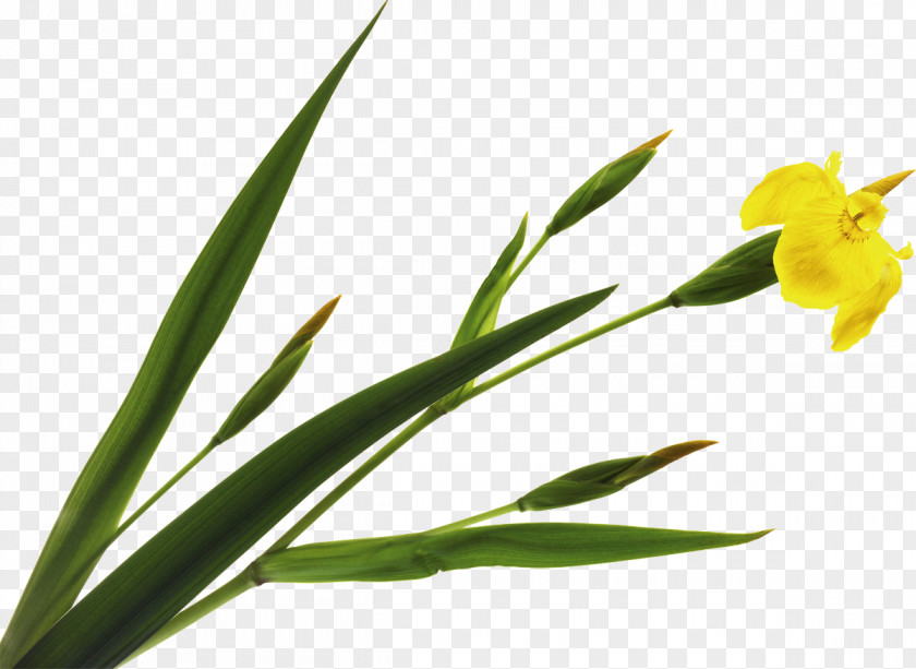 Iris Plant Stem Leaf Flowering PNG