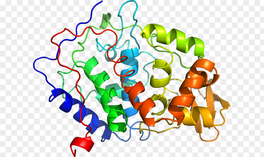 Peroxidase SLC3A2 Protein Solute Carrier Family SLC7A11 PNG