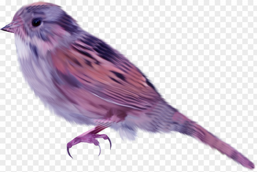 Purple Birds House Sparrow Bird PNG