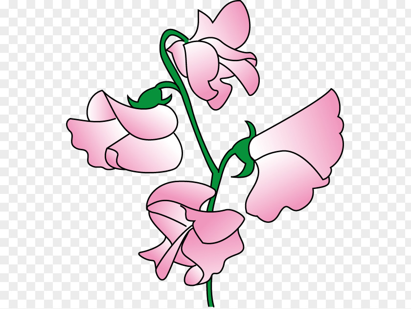 Flower Sweet Pea Clip Art PNG