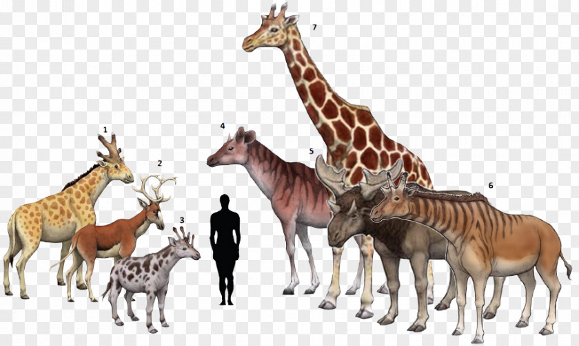 Giraffe Centrosaurus Chasmosaurus Torosaurus Climacoceras PNG