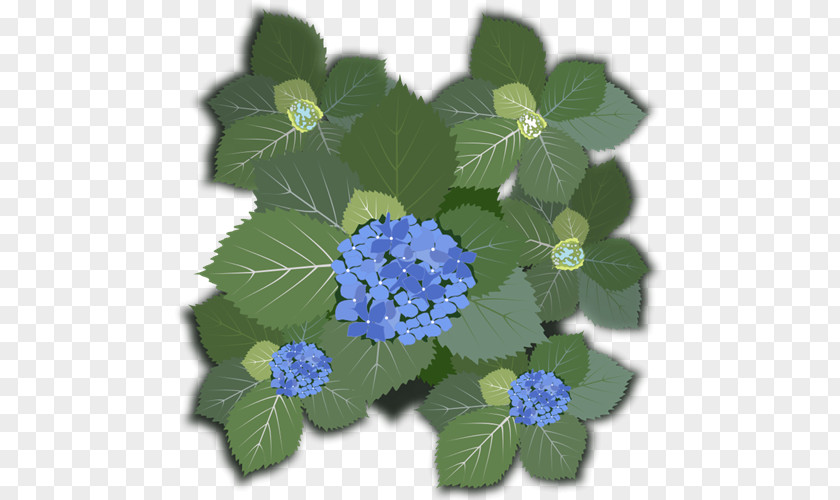 Hydrangea French Flower Clip Art PNG