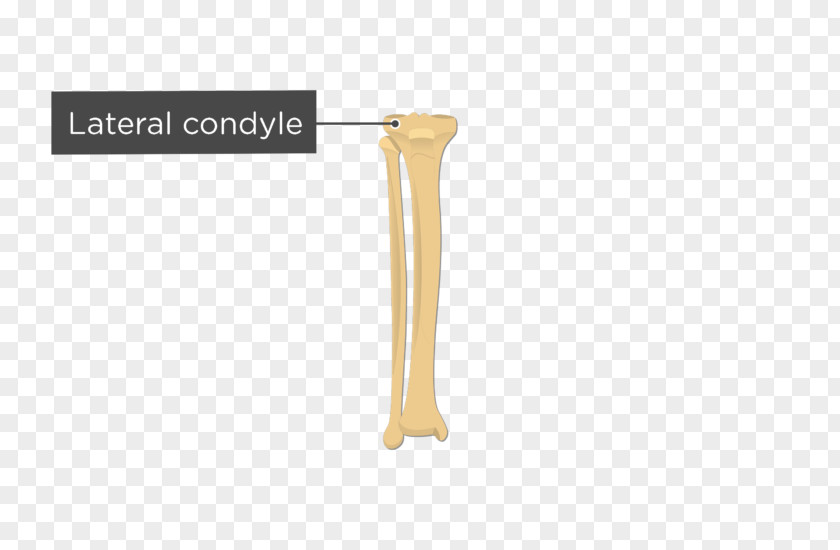 Lateral Condyle Of Tibia Fibula Medial Anatomy PNG