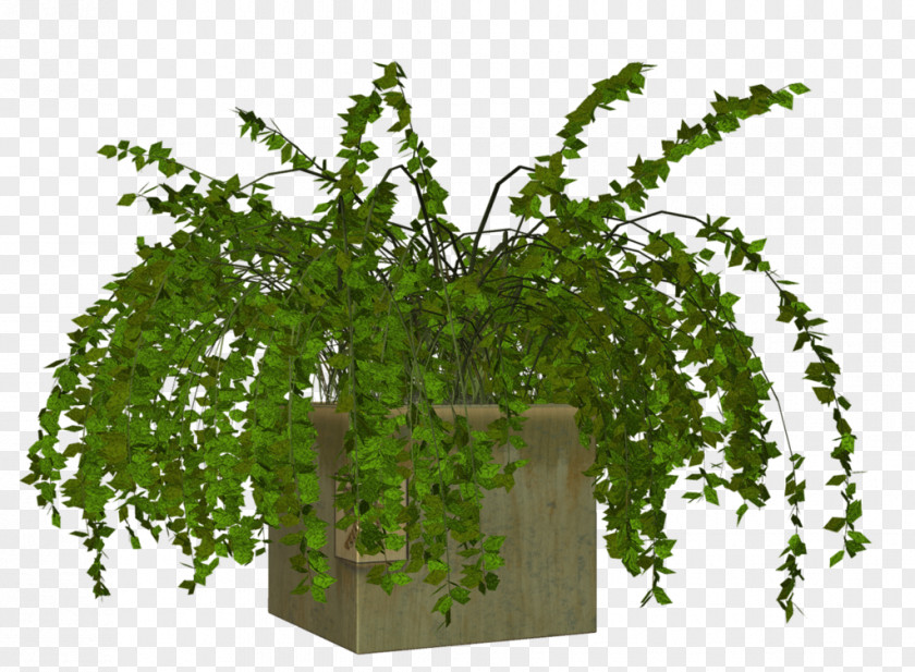 Plant Flowerpot PNG