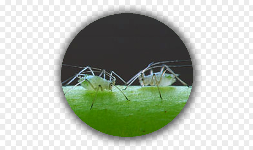 Pomme De Terre Aphid Insect Plant Green Stink Bug Garden PNG