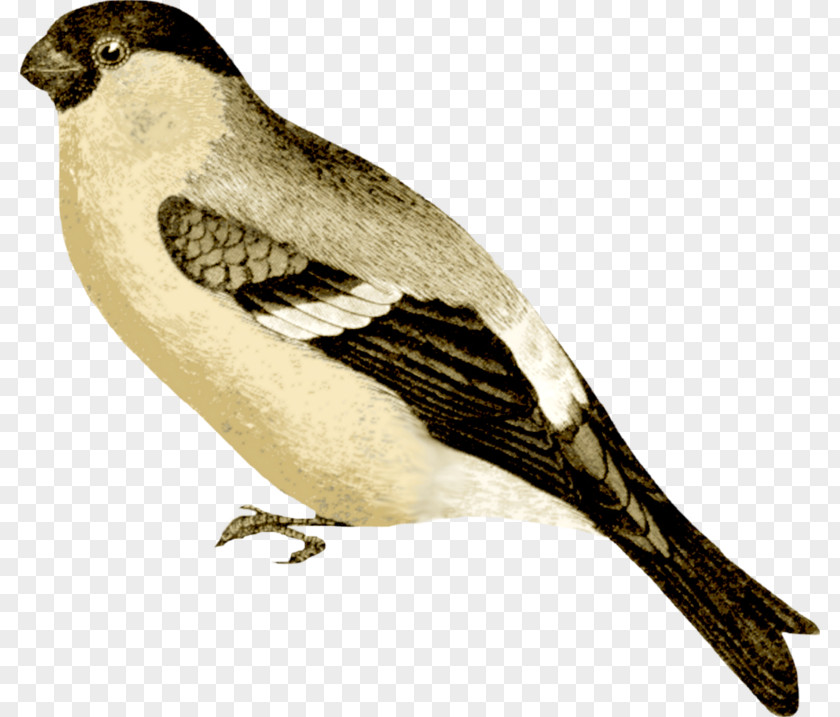 Bird Clip Art PNG