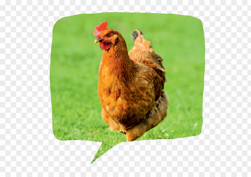 Chicken Rooster Manger Poultry Hen PNG