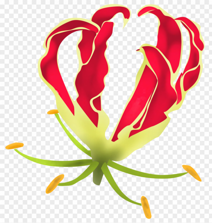 Climbing Gloriosa Superba Lilium Flower DeviantArt PNG