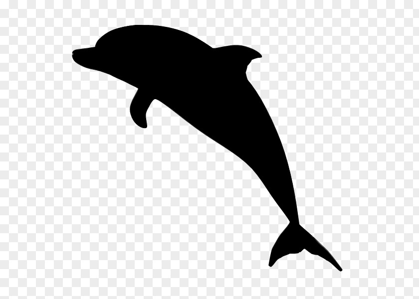 Common Bottlenose Dolphin Image Clip Art PNG
