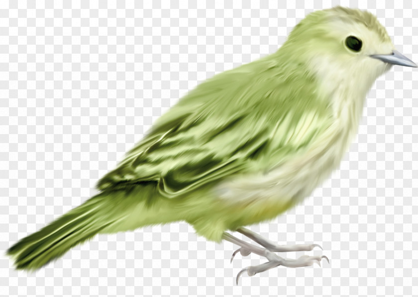 Green Bird Creative Material Free To Pull House Sparrow Moineau Vecteur PNG