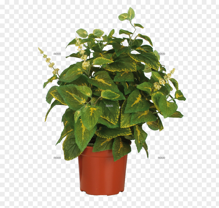 Plant Flowerpot Wayfair Houseplant Tree PNG