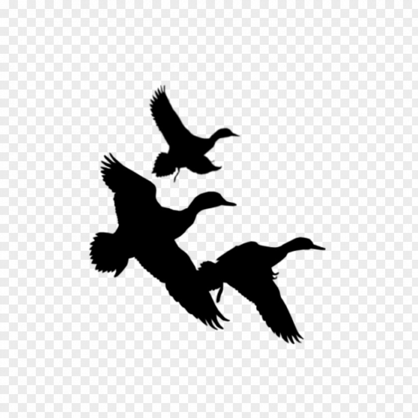 Duck Silhouette Waterfowl Hunting Clip Art PNG