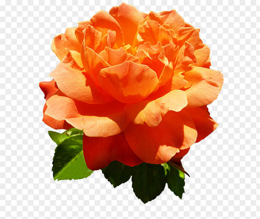 Orange Flower Centifolia Roses Garden PNG