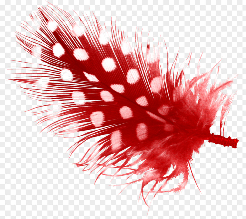 Red Feather Download PNG