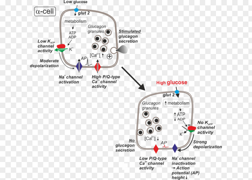 Secretion Glucagon Alpha Cell ATP-sensitive Potassium Channel PNG