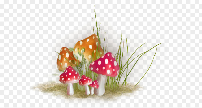 Champignon Mushroom Idea PNG