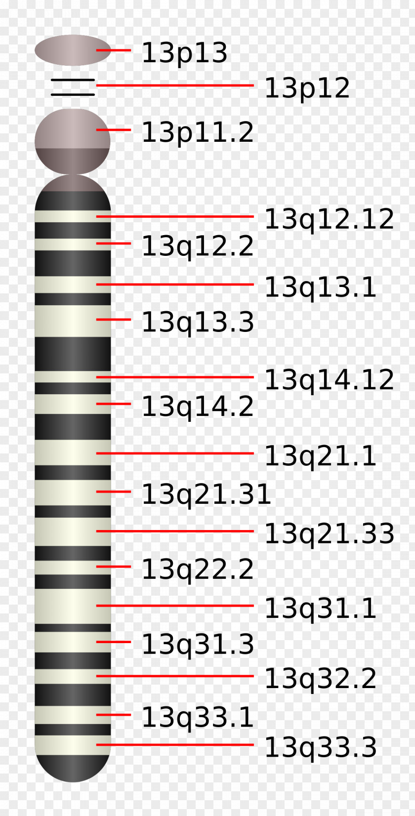 Chromosome 13 14 Patau Syndrome 15 (human) PNG