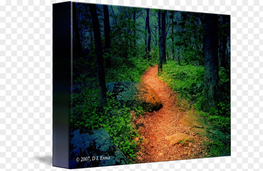Forest Woodland Tree Gallery Wrap Biome PNG