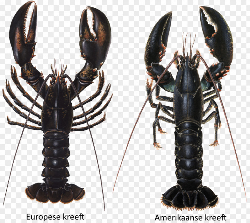 Lobster European Crayfish As Food Louisiana Crawfish PNG