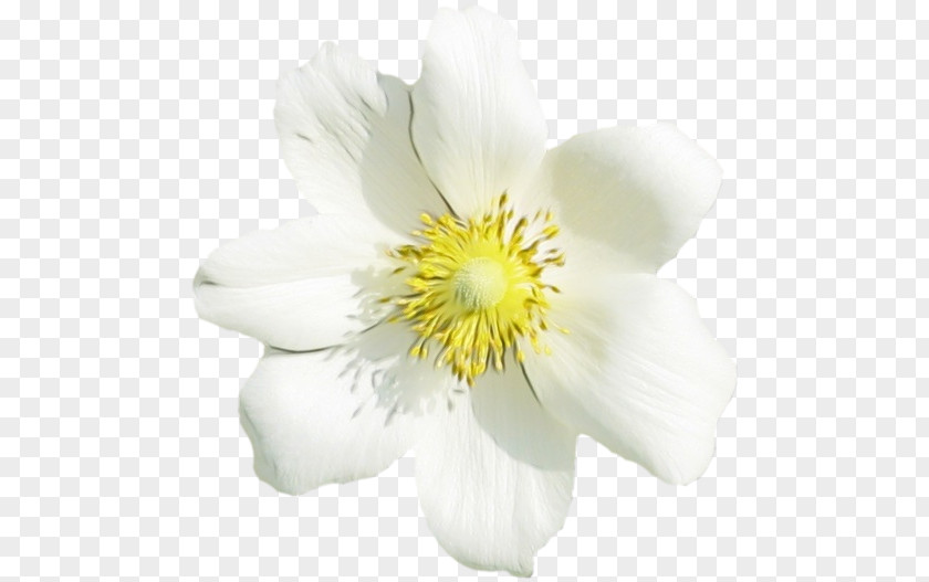 Mock Orange Windflower Flower Flowering Plant White Petal PNG