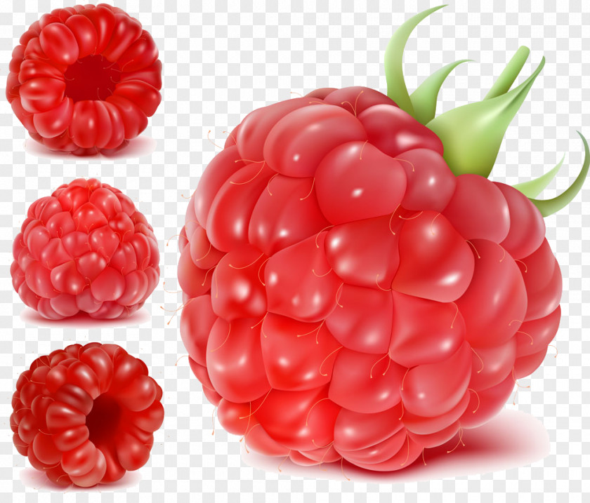 Raspberry Vector Frutti Di Bosco Fruit Euclidean Clip Art PNG