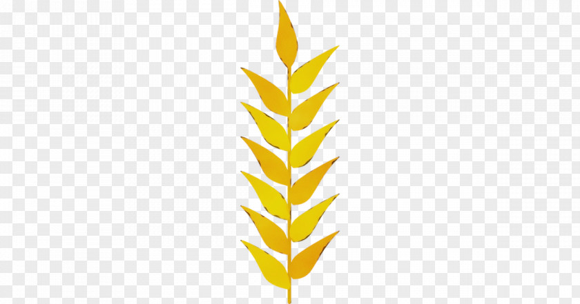 Vascular Plant Grass Family Leaf Yellow PNG