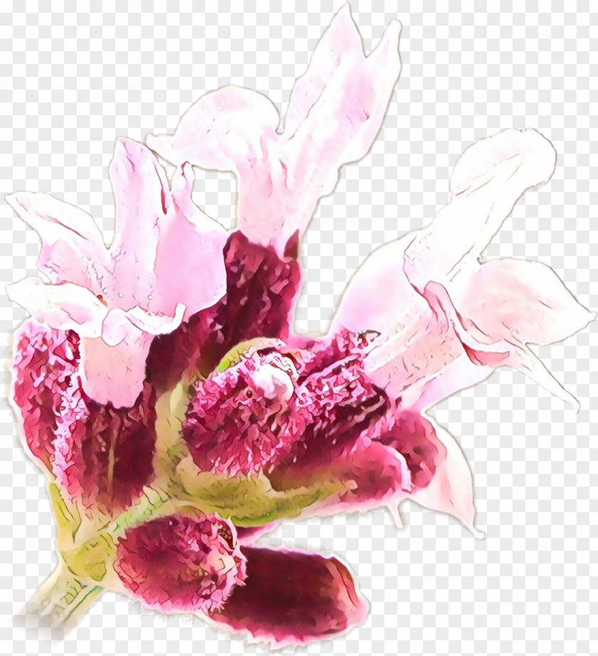 Watercolor Paint Lily Family Flower Art PNG