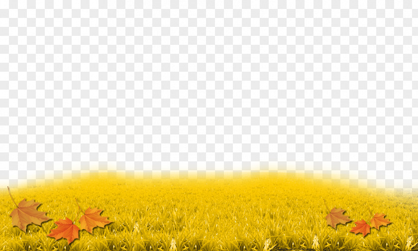 Autumn Grass Yellow Sunflowers Sky Grasses Wallpaper PNG