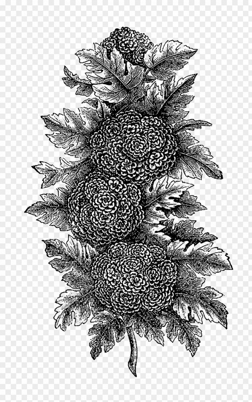 Botanical Flowers Black And White Illustration Botany Drawing PNG