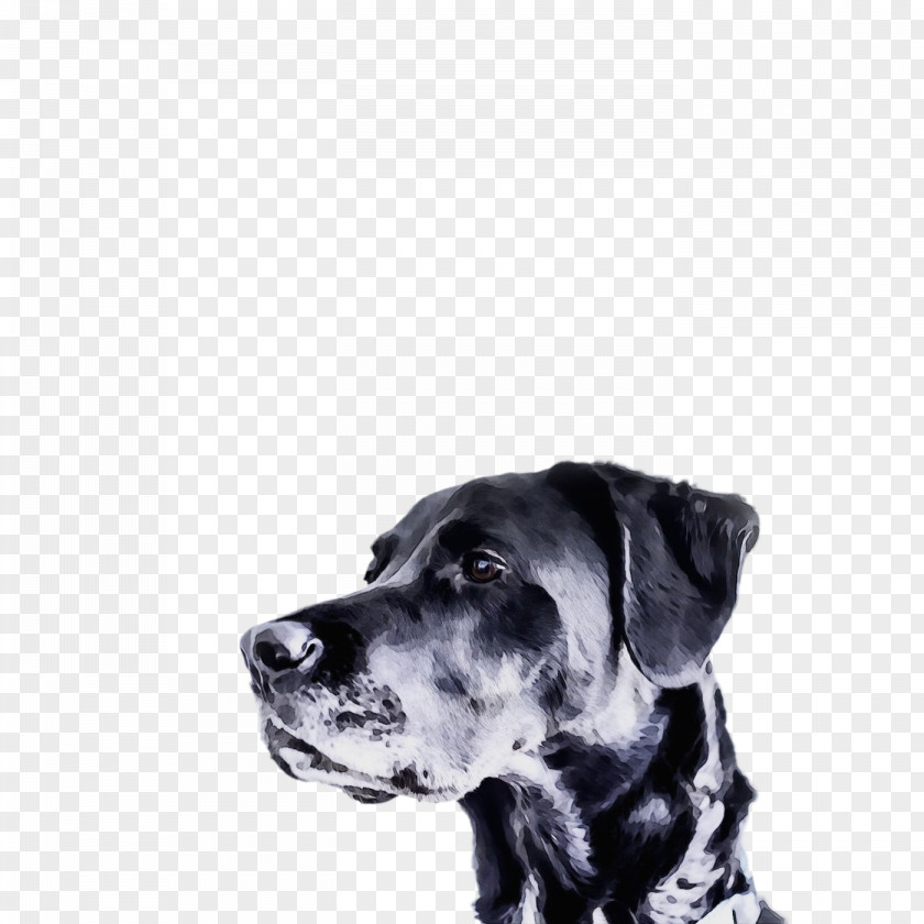 Dog White Great Dane Guard Snout PNG