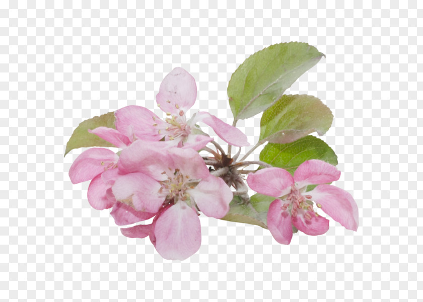 Flower Blossom Clip Art PNG