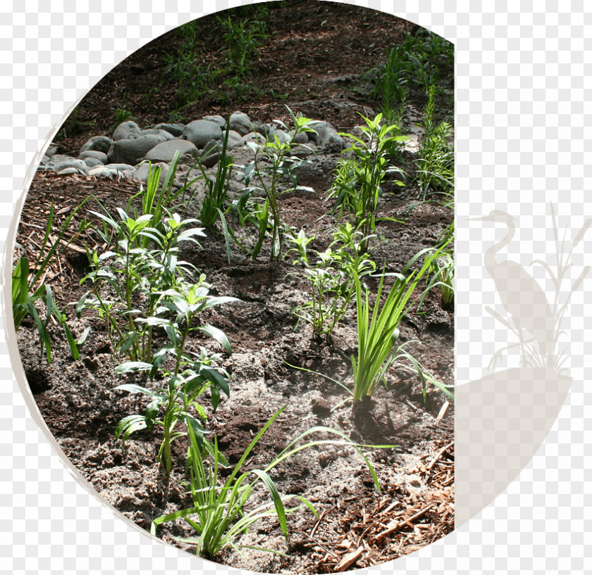 Natural Environment Stream Restoration Rain Garden Stormwater Bioretention Soil PNG
