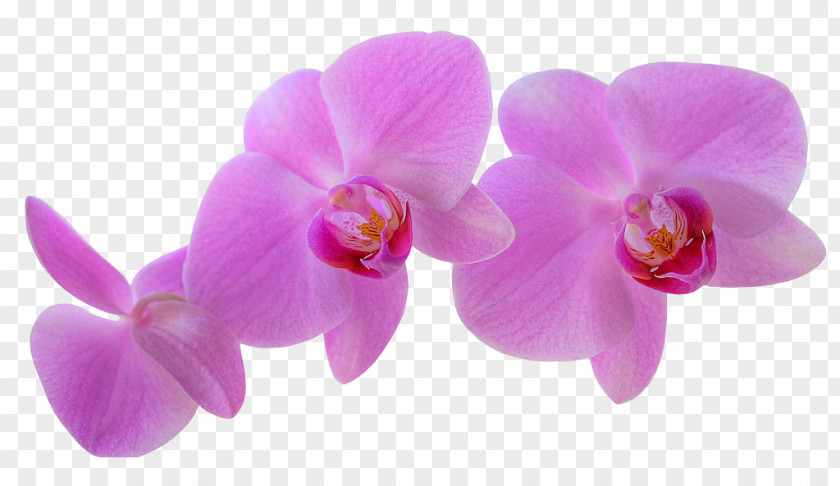 Orchid Psd Cattleya Orchids Cut Flowers Cooktown PNG